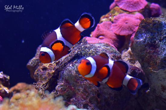 Aquarium Sea Life Brighton